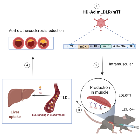 Mechanism of Action